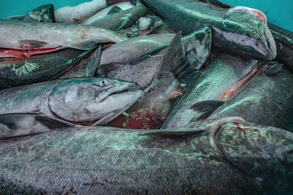 Unusual ocean and climate conditions have significantly harmed several Washington fisheries. Six fisheries in the state could now seek federal assistance to help bring things back to normal. CREDIT: SEAN O'CONNOR