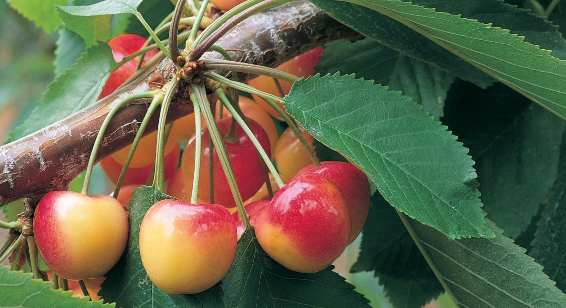 China is one of the top export markets for Northwest cherries. CREDIT: NORTHWEST CHERRY GROWERS