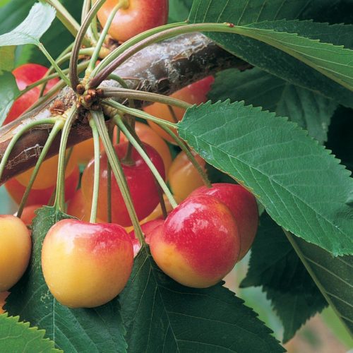 China is one of the top export markets for Northwest cherries. CREDIT: NORTHWEST CHERRY GROWERS