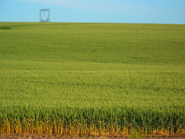 File photo of a wheat field north of Pasco, Washington. CREDIT: ANNA KING