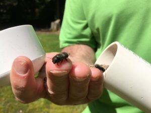  A young blue orchard bee crawls on Jim Watts’ hand. Watts propagates the bees in these plastic containers. On warm days, the bees chew out of their cocoon and fly off to find food. Males will live two weeks while females live about six weeks.  CREDIT: ESMY JIMENEZ/NWPB