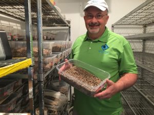 Jim Watts, the owner of Watts Solitary Bees, in the cooler where he keeps bees before they go out to farmers. On the rack behind him are 600,000 cocooned blue mason bees. These bees will travel to Oregon’s Willamette Valley to pollinate meadowfoam.   CREDIT: ESMY JIMENEZ/NWPB