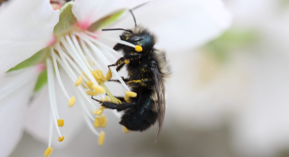 Osmia lignaria or the blue orchard bee visits a blossom. While it won’t make honey, this bee is a superior pollinator than the honey bee. Credit: Natalie Boyle/US Department of Agriculture.