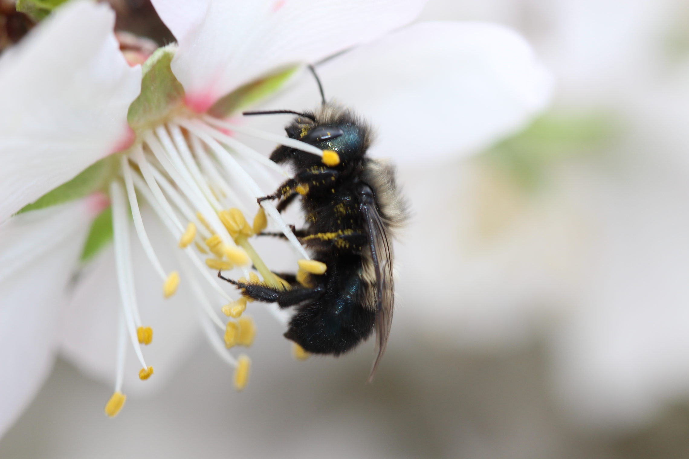 Osmia lignaria or the blue orchard bee visits a blossom. While it won’t make honey, this bee is a superior pollinator than the honey bee. Credit: Natalie Boyle/US Department of Agriculture.