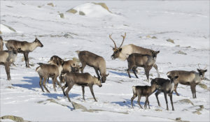 South Selkirk Mountains caribou are part of a larger group of woodland caribou called the South mountain caribou. That group was listed as threatened in 2002 under Canada's Species at Risk Act. CREDIT: MARK BRADLEY/PARKS CANADA