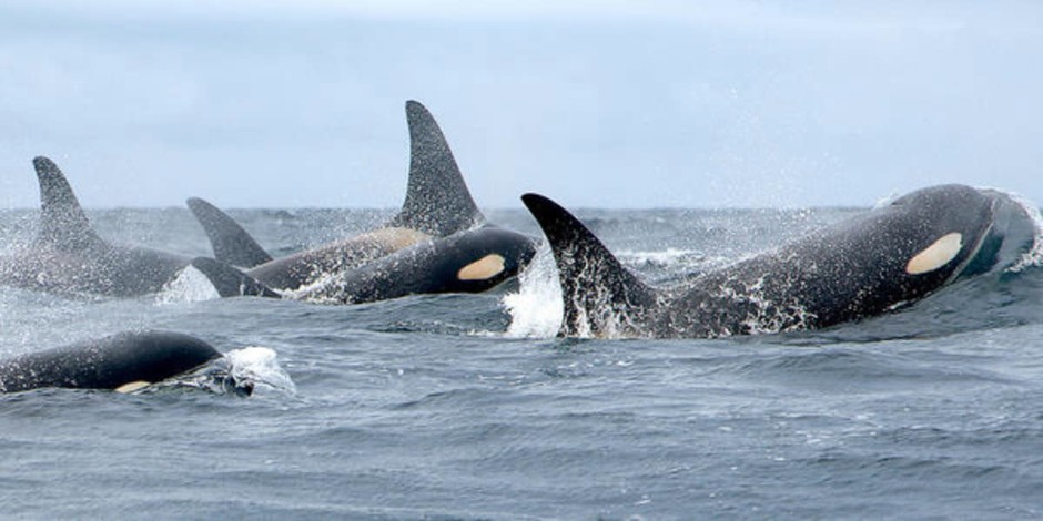 Members of Puget Sound's south resident orca population. CREDIT: NOAA