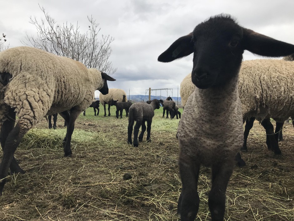 Lambs being raised at the Washington State Penitentiary as a part of the Sustainability in Prisons Project. CREDIT: COURTNEY FLATT