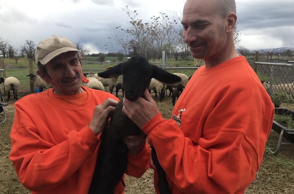 Billy Schoenbachler and Justin Lange are helping raise domesticated sheep at the Washington State Penitentiary. The program will eventually help protect bighorn sheep by providing ranchers with domesticated sheep that don't have pathogens that infect the wild animals. CREDIT: COURTNEY FLATT