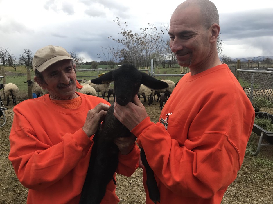Billy Schoenbachler and Justin Lange are helping raise domesticated sheep at the Washington State Penitentiary. The program will eventually help protect bighorn sheep by providing ranchers with domesticated sheep that don't have pathogens that infect the wild animals. CREDIT: COURTNEY FLATT