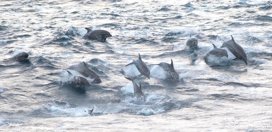 A pod of bottlenose dolphins and false killer whales was spotted off the coast of Vancouver Island, British Columbia. CREDIT: LUKE HALPIN/HAPLIN WILDLIFE PRESERVE