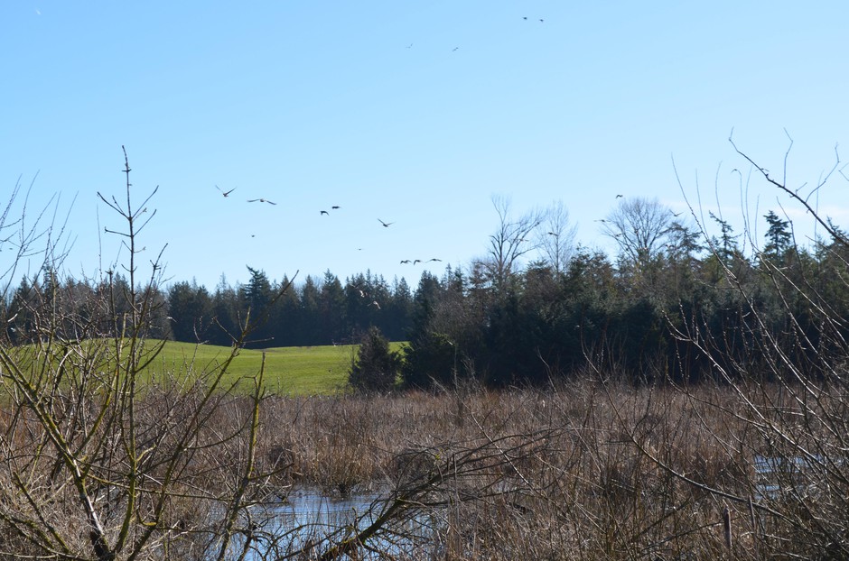 Whatcom County dairy farmer Steve Groen has sixty acres of woodlands and wetlands on his land. CREDIT: EILIS O'NEIL/KUOW