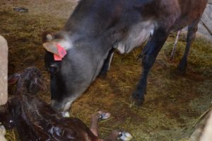 This calf was born just a few minutes before this photo was taken on Steve Groen's dairy farm in Whatcom County. CREDIT: EILIS O'NEIL/KUOW