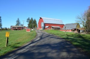 Whatcom County dairy farmer Steve Groen's barn was built back in 1917. He's a third-generation dairy farmer. CREDIT: EILIS O'NEIL/KUOW