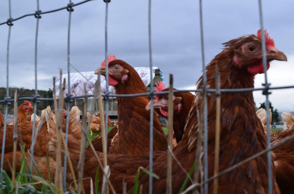 The original location of Wilcox Family Farms, an egg farm, is in the shadow of Mount Rainier. CREDIT: EILIS O'NEILL