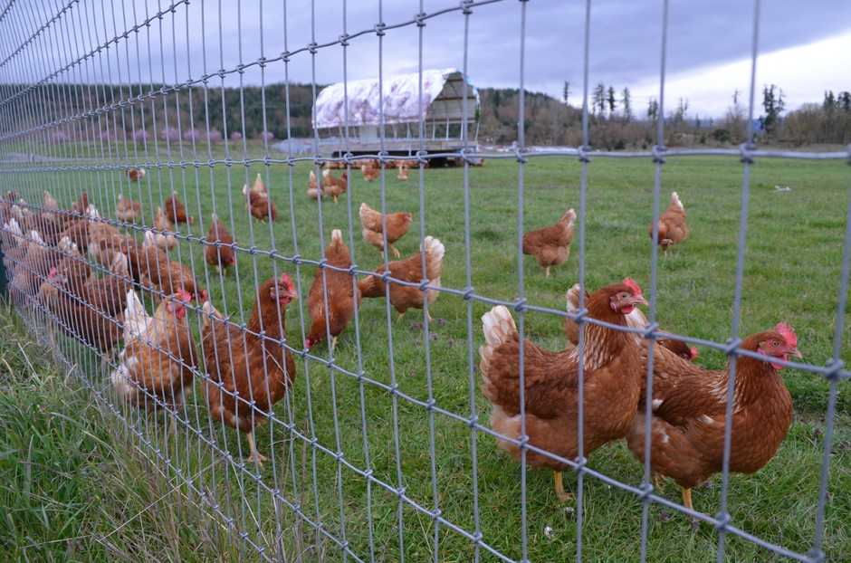 Wilcox Family Farms has changed how it raises chickens in order to protect the Nisqually River and its fish. Those changes have earned the farm a 