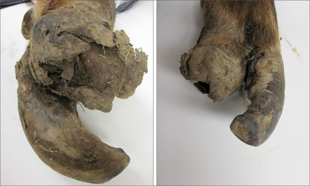 Examples of diseased elk hooves. Elk hoof disease has been spreading in western Washington state since 2008. CREDIT: ODFW