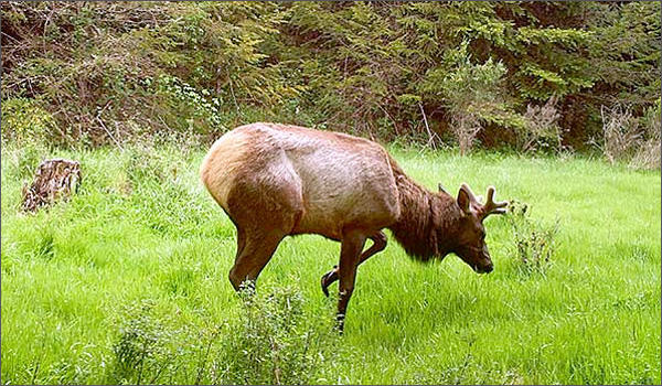 File photo of an elk with an abnormal hoof seen on a trail camera in northwest Oregon in 2015. CREDIT: MIKE JACKSON
