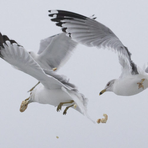 Gulls compete for the airborne material at Toronto's Cherry Beach. CREDIT: RICK MADONIK