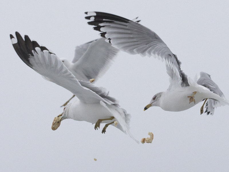 Gulls compete for the airborne material at Toronto's Cherry Beach. CREDIT: RICK MADONIK