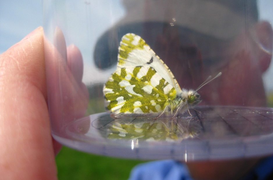 The island marble butterfly is one of the rarest butterflies in North America. The federal government wants to add it to the Endangered Species List. CREDIT: KAREN REAGAN