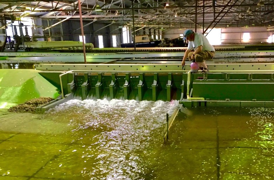 Sean Milligan of the U.S. Army Corps of Engineers Walla Walla District sends hot pink dye through the spill bay of the Little Goose Dam model in Vicksburg, Mississippi. CREDIT: CASSANDRA PROFITA