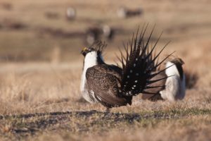 A University of Wyoming research team is working with Western ranchers to develop a model to calculate the economic impacts of sage grouse conservation on ranchers. CREDIT: BOB WICK