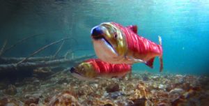 Sockeye salmon CREDIT: AARON KUNZ