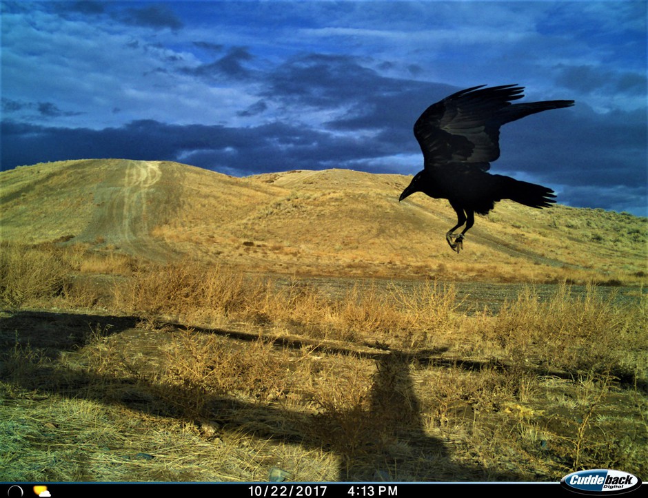 A raven flies by a trail camera near bait that researcher Lindsey Perry placed. Courtesy of Lindsey Perry