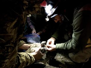 Todd Stansbery attaches a transmitter to a female sage grouse. CREDIT: COURTNEY FLATT