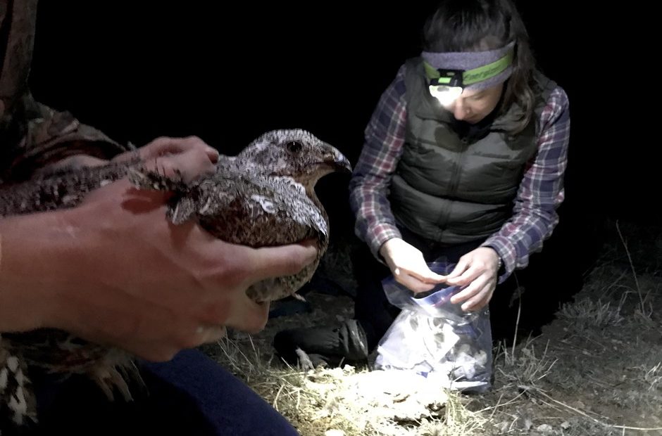 Lindsey Perry prepares a tag for a female sage grouse. CREDIT: COURTNEY FLATT