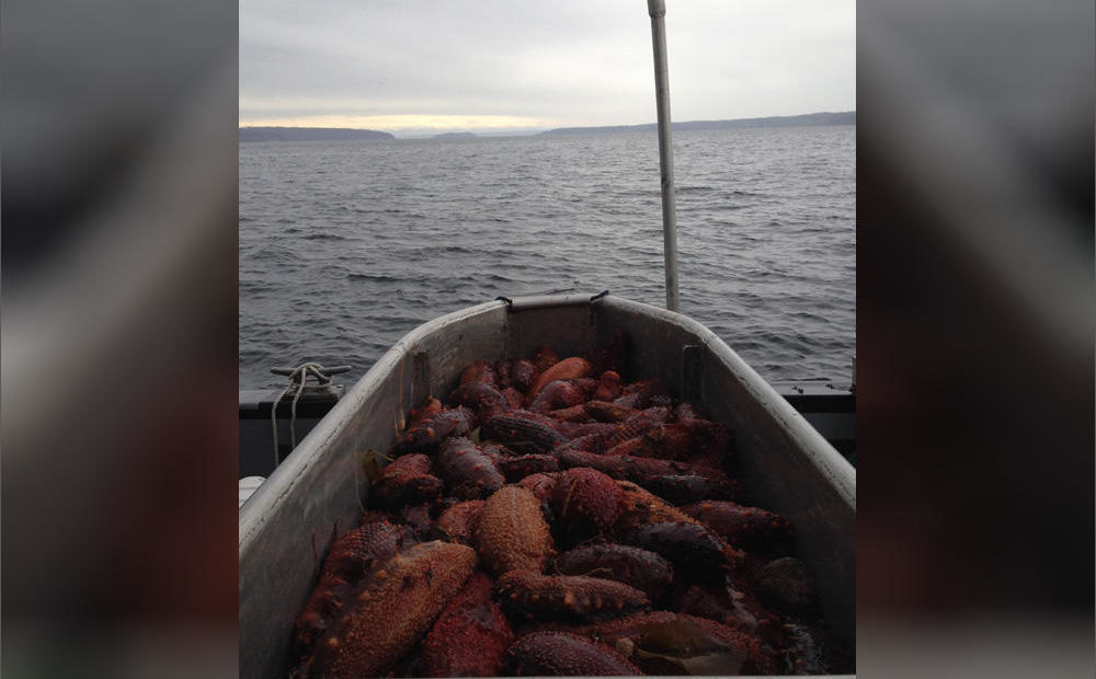 A Washington-based seafood processor pleaded guilty to illegally over-harvesting sea cucumbers, a delicacy protected by federal law. CREDIT: U.S. DEPARTMENT OF JUSTICE