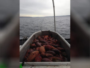 A Washington-based seafood processor pleaded guilty to illegally over-harvesting sea cucumbers, a delicacy protected by federal law. CREDIT: U.S. DEPARTMENT OF JUSTICE
