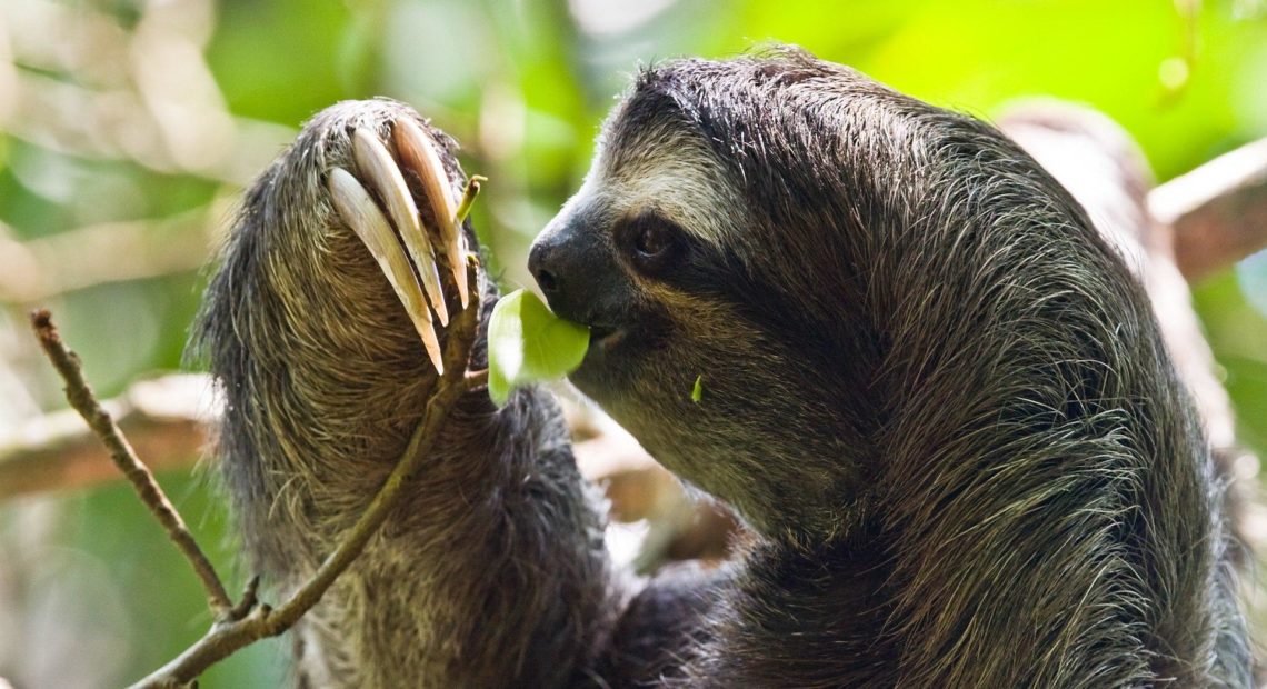 A three-toed sloth in Costa Rica. CREDIT: CHRISTIAN MEHLFÜHRER