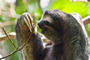 A three-toed sloth in Costa Rica. CREDIT: CHRISTIAN MEHLFÜHRER