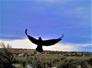 A raven lands to eat bait that researcher Lindsey Perry placed earlier. CREDIT: LINDSEY PERRY