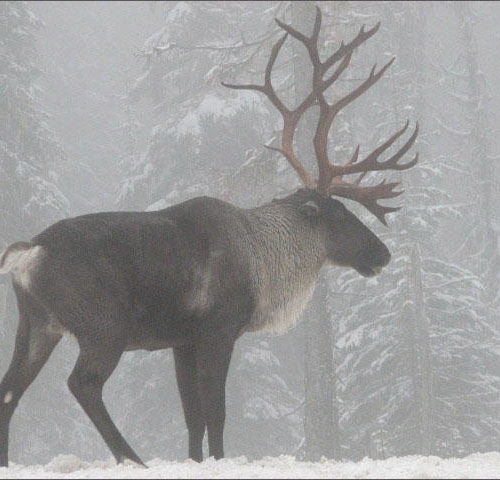 The last caribou herd in the Lower 48 states has dwindled from 11 animals last year to just three earlier this year. CREDIT: STEVE FORREST / U.S. FISH & WILDLIFE SERVICE