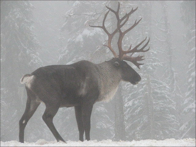 The last caribou herd in the Lower 48 states has dwindled from 11 animals last year to just three earlier this year. CREDIT: STEVE FORREST / U.S. FISH & WILDLIFE SERVICE