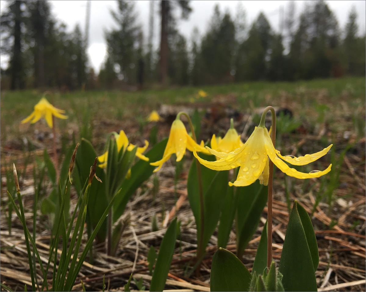 Glacier lilies spring up in sunny clearings left by recent treatments to the landscape by the Confederated Tribes of the Umatilla Reservation. CREDIT: ANNA KING