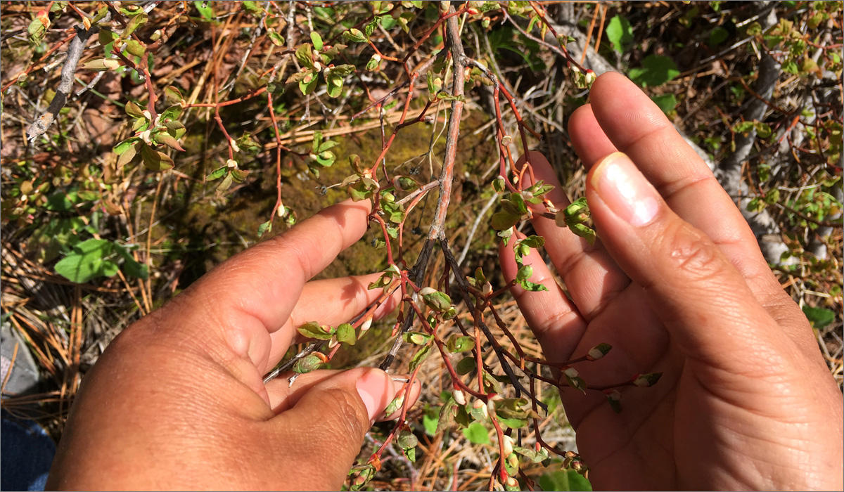 Cheryl Shippentower cups wild huckleberries in her hands. The plant is just starting to unfurl its leaf buds. Tribal managers and Shippentower hope that by disturbing the land a bit with thinning and fire--they will bring back more traditional foods like the huckleberry. CREDIT: ANNA KING