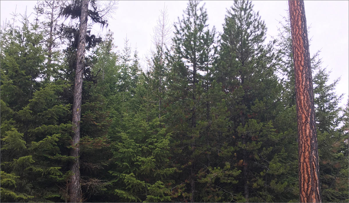 A thicket of young trees less than 20 years old makes up a crowded forest. Tribal managers say this many trees per acre makes trees vulnerable to infestations of bugs, funguses and large wildfires. CREDIT: ANNA KING