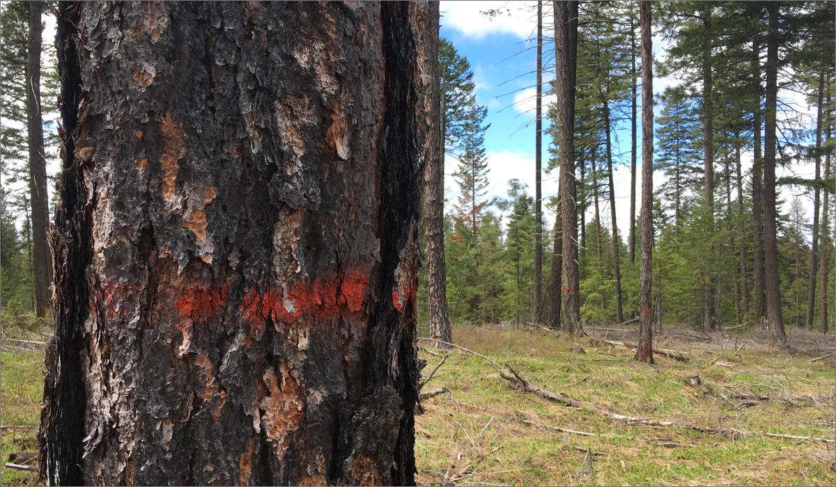 A recently treated forest in Oregon's Blue Mountains shows where the tribes have marked and left the best trees, and thinned the understory of younger and sick trees. CREDIT: ANNA KING