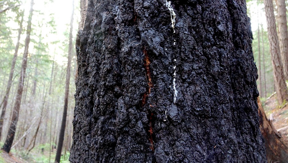 Large trees on public land survived the Douglas Complex fire. CREDIT: JES BURNS