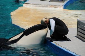 Tokitae, the performing orca known as 'Lolita' at Miami's Seaquarium, with a trainer in 2011. CREDIT: ANDY BLACKLEDGE