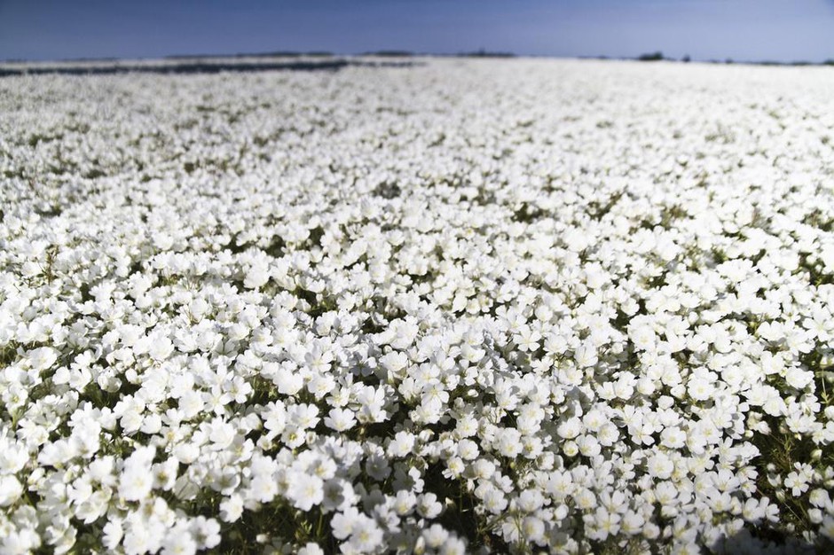 A field of sun-soaked meadowfoam. Scientists at OSU think the plant can be used to make sunscreen. CREDIT: Radcliffe_photos/Flickr