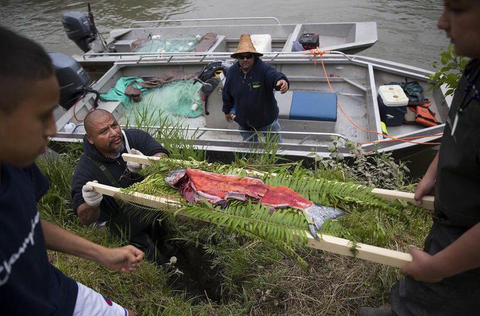 Fred Dillon, second left, has help from his son, Codi Dillon, 10, while returning the salmon to the water after a tribal ceremony honoring the first salmon caught by Puyallup tribal fishermen on Tuesday, May 15, 2018, in Tacoma. CREDIT: MEGAN FARMER/KUOW