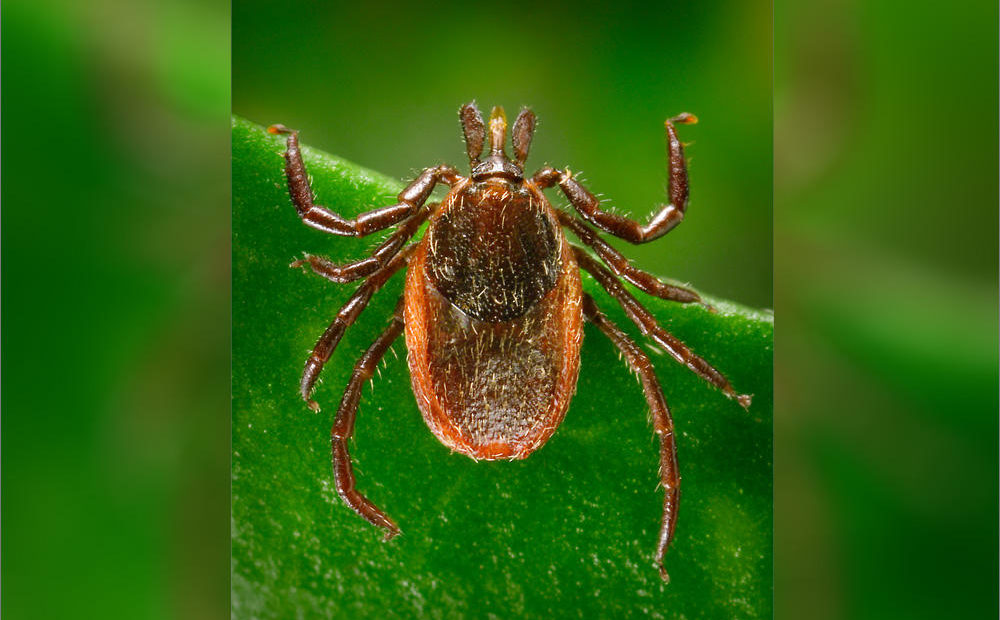 The Western black-legged tick, Ixodes pacificus, can spread Lyme disease. CREDIT: CDC