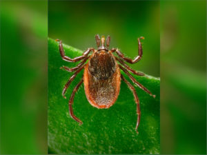 The Western black-legged tick, Ixodes pacificus, can spread Lyme disease. CREDIT: CDC