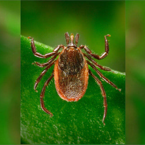 The Western black-legged tick, Ixodes pacificus, can spread Lyme disease. CREDIT: CDC