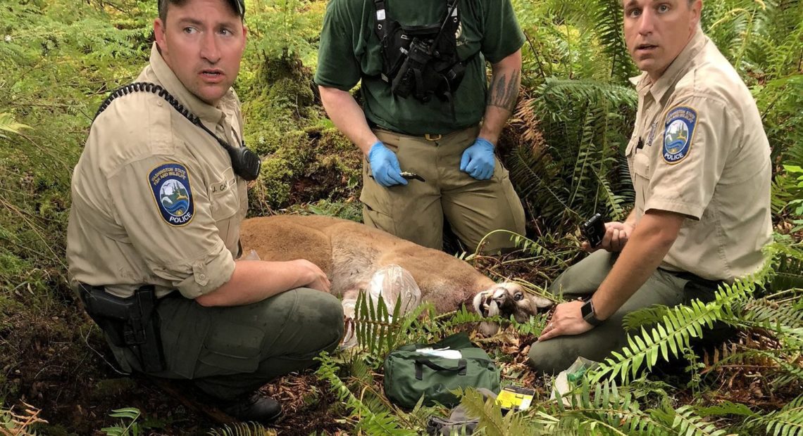 Washington Dept. of Fish & Wildlife agents tracked and killed the cougar thought responsible for the attack, May 19, 2018. Courtesy Washington DFW