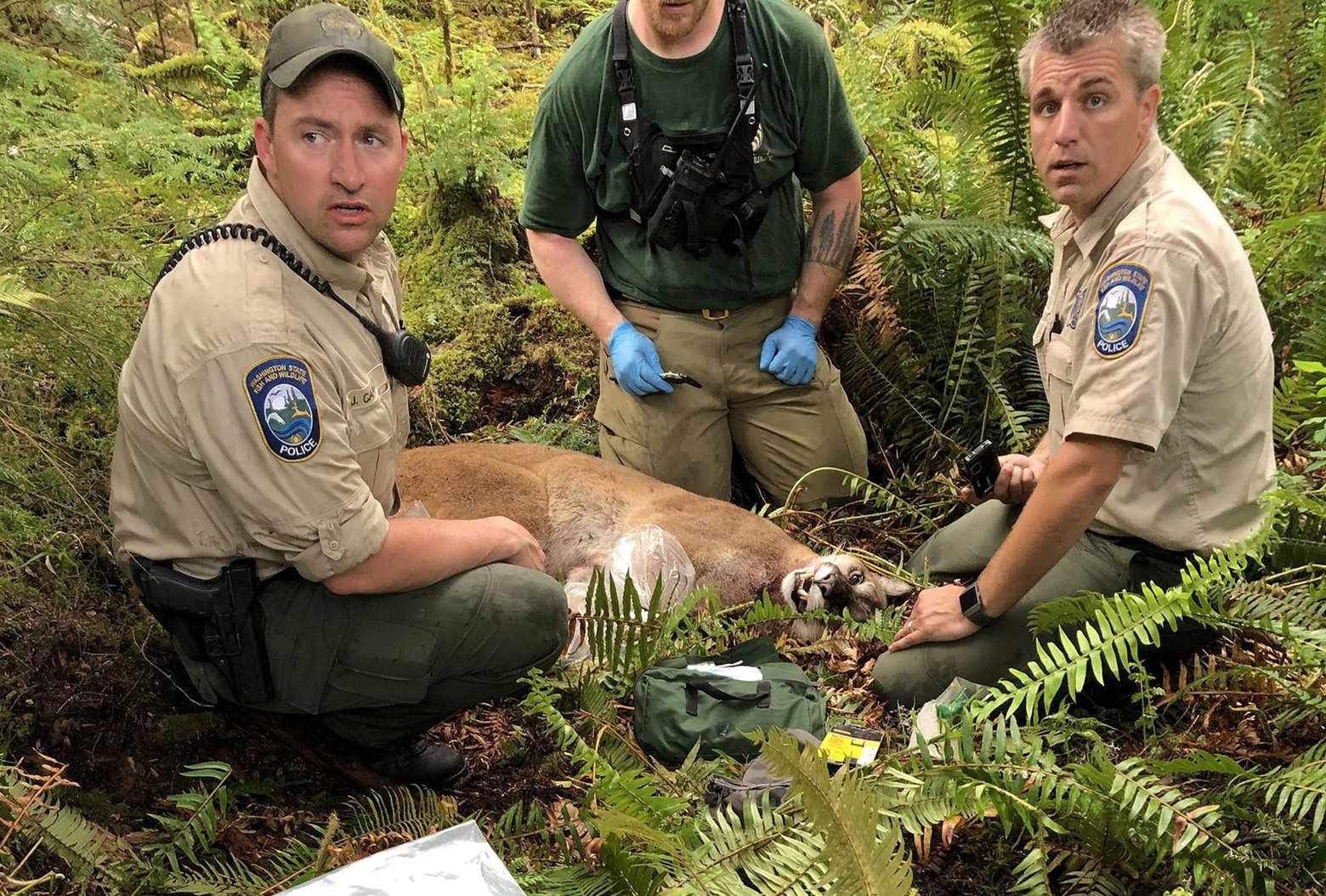 Washington Dept. of Fish & Wildlife agents tracked and killed the cougar thought responsible for the attack, May 19, 2018. Courtesy Washington DFW